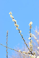 ウメ　栃木県真岡市
