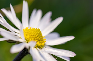 Obraz premium White flower with yellow middle position 2