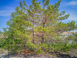 A big conifer tree grows among refractory clay quarries. Natural background.