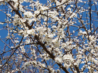 Prunus spinosa | Blackthorn or sloe shrub with in a tangle of blackish thorny branches full of creamy-white flowers 