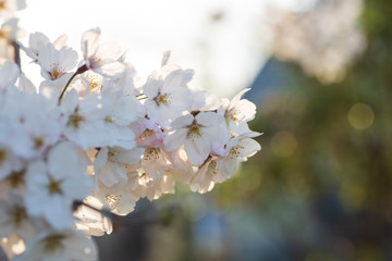 夕暮れの桜