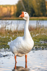 The goose is standing in a puddle