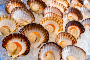 Close-up of multiple raw scallops in Sydney fish market