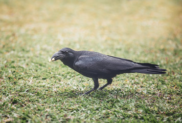 crow with a piece of cheese in its beak
