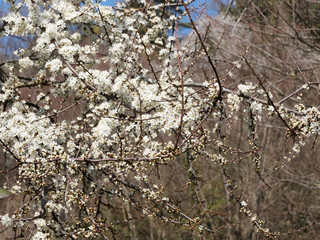 Prunus spinosa | Blackthorn or sloe shrub with blackish bark, dense spiny branches full of buds and flowers with ive creamy-white petals between leaves with serrated margin 