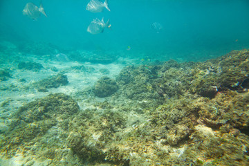 Beautiful colored fish swim underwater in the Indian Ocean among the stones.