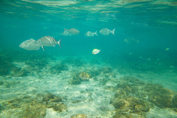 Naklejka premium Beautiful colored fish swim underwater in the Indian Ocean among the stones.
