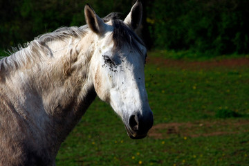 Fototapeta premium Horse, Riding horse, Equestrian sport, Burghaun, Hesse, Germany, Europe