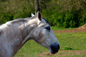 Obraz premium Horse, Riding horse, Equestrian sport, Burghaun, Hesse, Germany, Europe