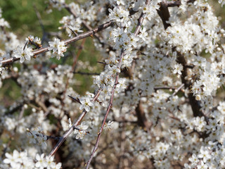 Prunus spinosa | Blackthorn or sloe white blossoms in early spring