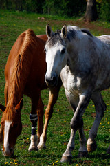Horse, Riding horse, Equestrian sport, Burghaun, Hesse, Germany, Europe