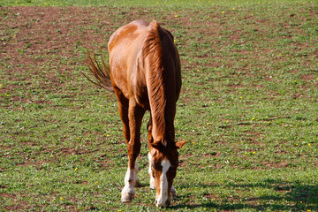 Horse, Riding horse, Equestrian sport, Burghaun, Hesse, Germany, Europe