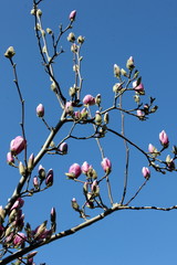 Swollen buds of spring flowers on a branch against a blue sky