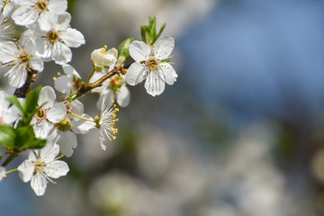 Spring background, Tree branch blossom with an empty space for text. Wild plum in full bloom in spring