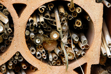 Insect hotel, Nesting aids, Schmalkalden, Thueringia, Germany, Europe