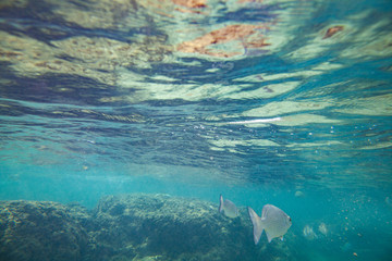 Beautiful colored fish swim underwater in the Indian Ocean among the stones.
