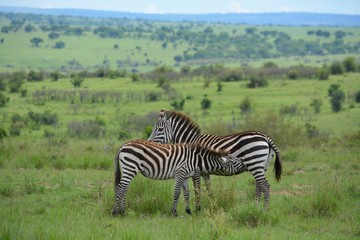 Fototapeta na wymiar suckling zebra in africa