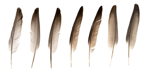 Natural bird feathers isolated on a white background. collage pigeon and goose feathers close-up