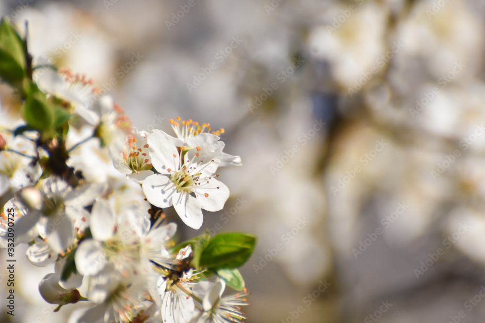 Wall mural Spring background, Tree branch blossom with an empty space for text. Wild plum in full bloom in spring