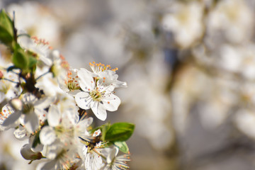 Spring background, Tree branch blossom with an empty space for text. Wild plum in full bloom in spring
