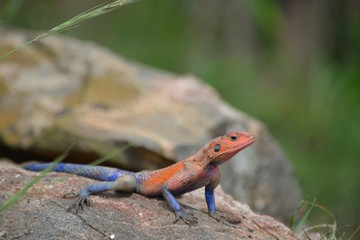 lizard on rock