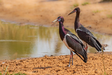 Abdim's stork (Ciconia abdimii) at a waterhole, Murchison Falls National Park, Uganda.