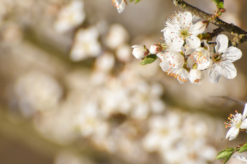 Spring background, Tree branch blossom with an empty space for text. Wild plum in full bloom in spring