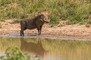 A warthog (Phacochoerus africanus) standing at a waterhole with reflection, Murchison Falls National Park, Uganda.