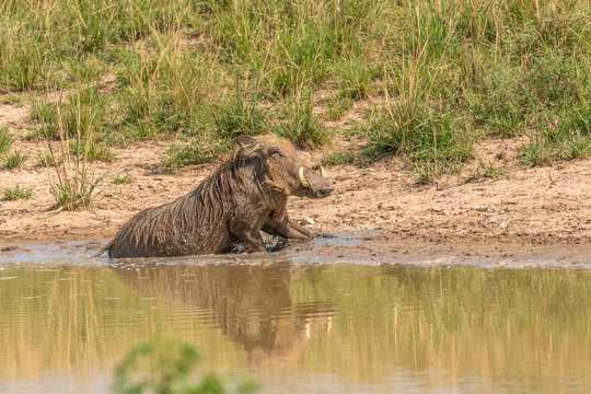 A warthog (Phacochoerus africanus) taking a bath with reflection, Murchison Falls National Park, Uganda.