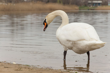  beautiful white swan standing on the shore back view   