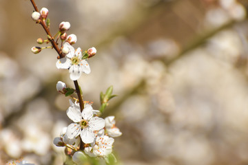 Spring background, Tree branch blossom with an empty space for text. Wild plum in full bloom in spring