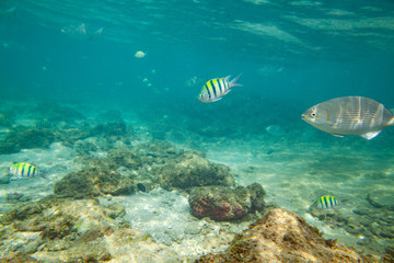 Beautiful colored fish swim underwater in the Indian Ocean among the stones.