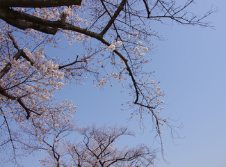 桜のある風景