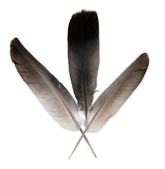 Natural bird feathers isolated on a white background. pile  pigeon and goose feathers close-up