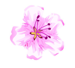 Obraz na płótnie Canvas cherry blossom pink flowers tree nature spring icon isolated on white background