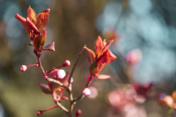 bright pink and white flowers on trees, blooming, spring landscape, beautiful background