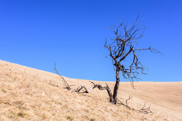 Alpine grass landscape with dry tree. Dead tree on a hillside the European Carpathians.