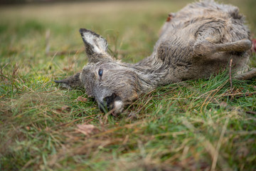 Nahaufnahme - totes, blutiges, angefahrenes Reh auf einer Wiese 