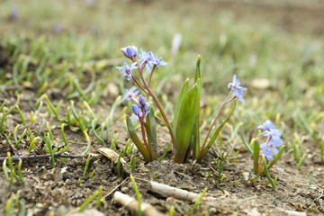 Beautiful lilac alpine squill flowers in garden