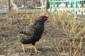 Beautiful black chicken walking outdoors on sunny day