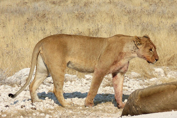 Panthera leo melanochaita