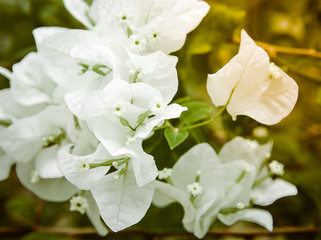White orange bougainvillea flowering in spring, Close up of bougainvillea with morning sunlight.