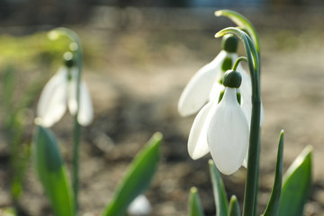 Beautiful blooming snowdrops in garden, closeup. First flowers