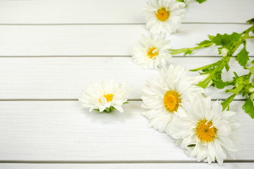 Obraz premium White daisies putting on a white wooden floor