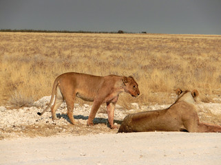 Panthera leo melanochaita
