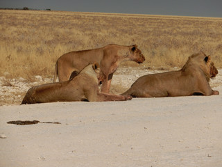 Panthera leo melanochaita