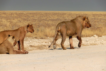 Panthera leo melanochaita
