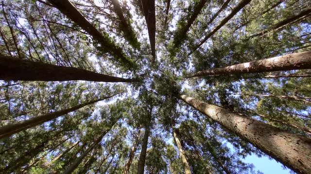 まっすぐ空に伸びる杉の木を見上げる 回転してフィックス 