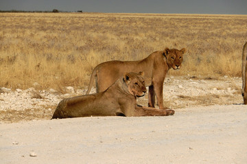 Panthera leo melanochaita