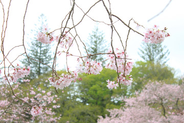 【 New Zealand 】 Sakura